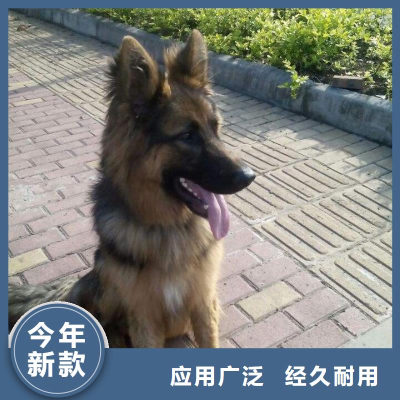 德国牧羊犬马犬使用方法