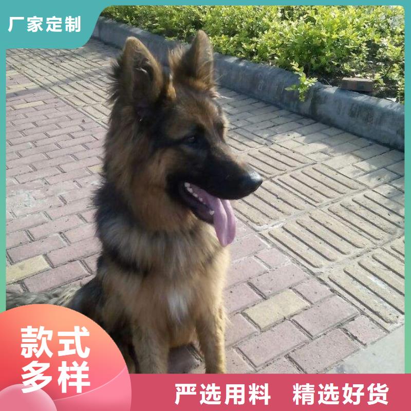 罗威纳犬视频-罗威纳犬-一品犬舍(白银市分公司)服务区域景泰|平川|庆阳|张掖|兰州|嘉峪关|定西|陇南|平凉