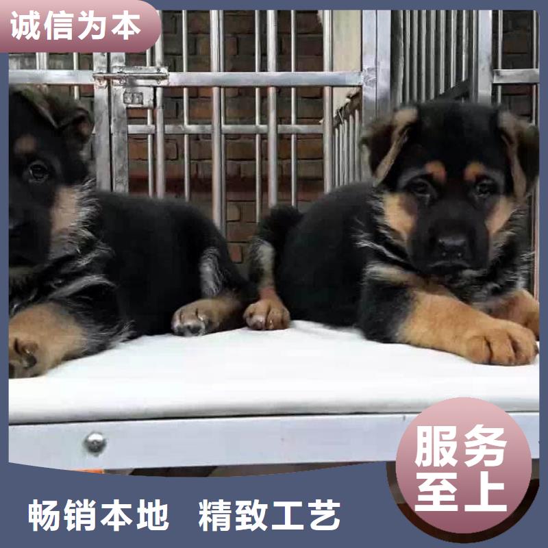 德国牧羊犬-罗威纳犬采购
