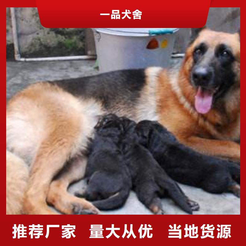 德国牧羊犬_卡斯罗犬重信誉厂家