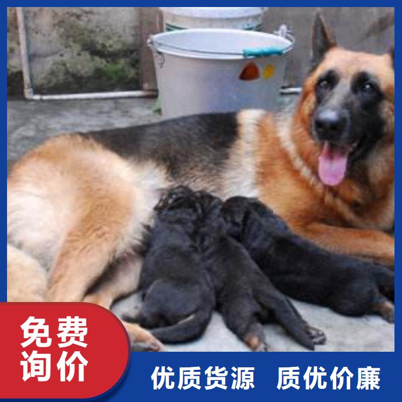 德国牧羊犬马犬使用方法