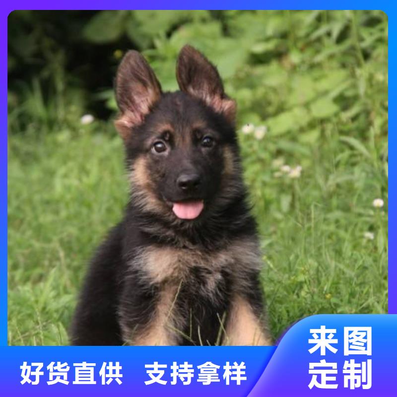 德国牧羊犬-杜高犬用的放心