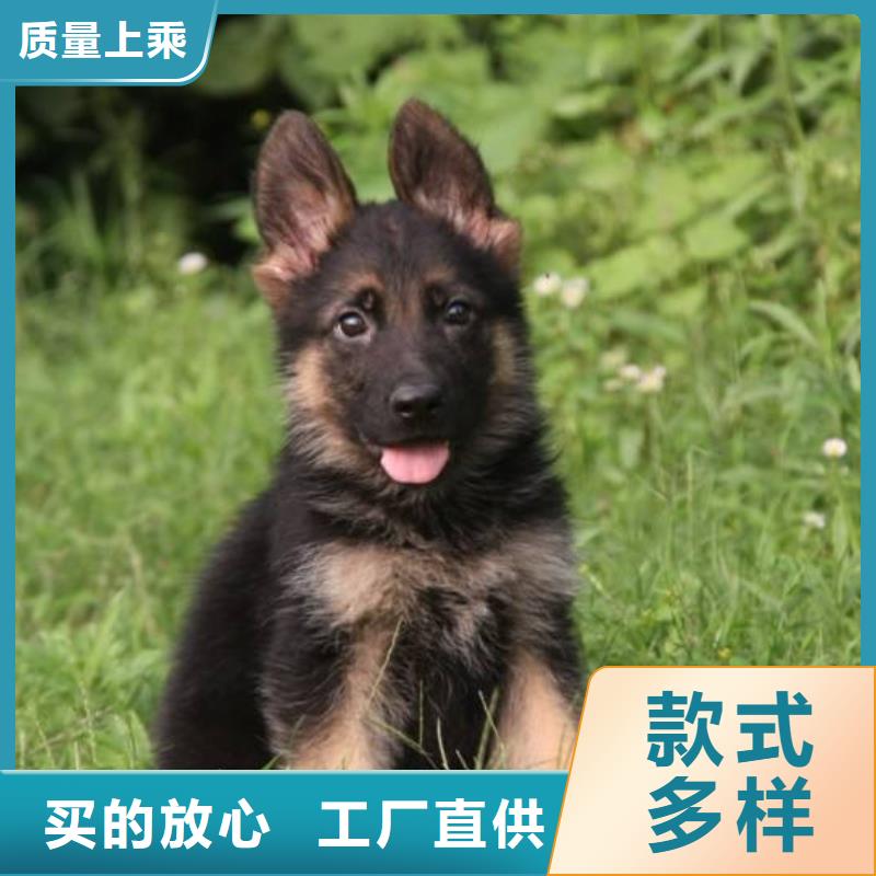 罗威纳犬视频-罗威纳犬-一品犬舍(邯郸市分公司)服务区域磁县|峰峰矿|唐山|邢台|沧州|衡水|廊坊|承德|张家口