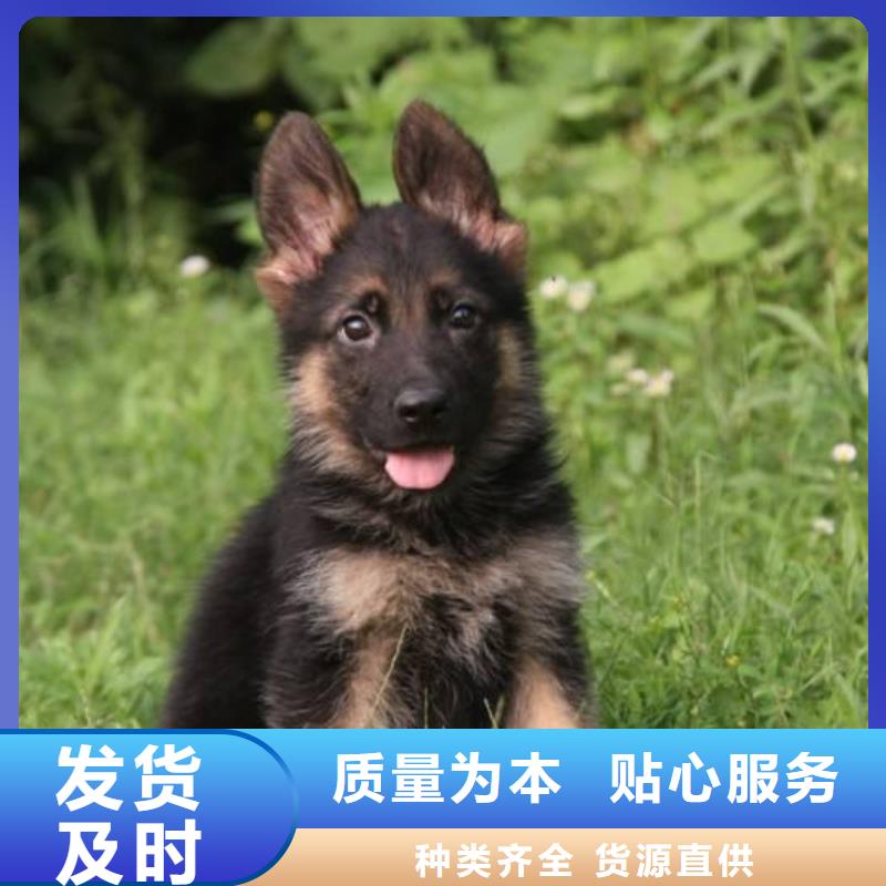 德国牧羊犬-罗威纳犬采购