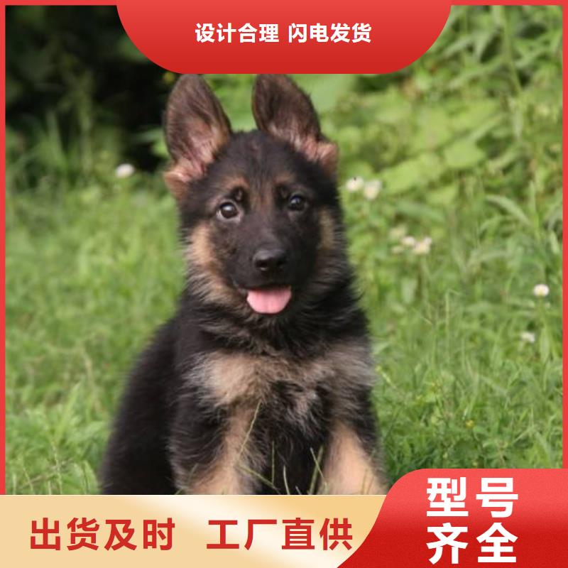 德国牧羊犬马犬使用方法