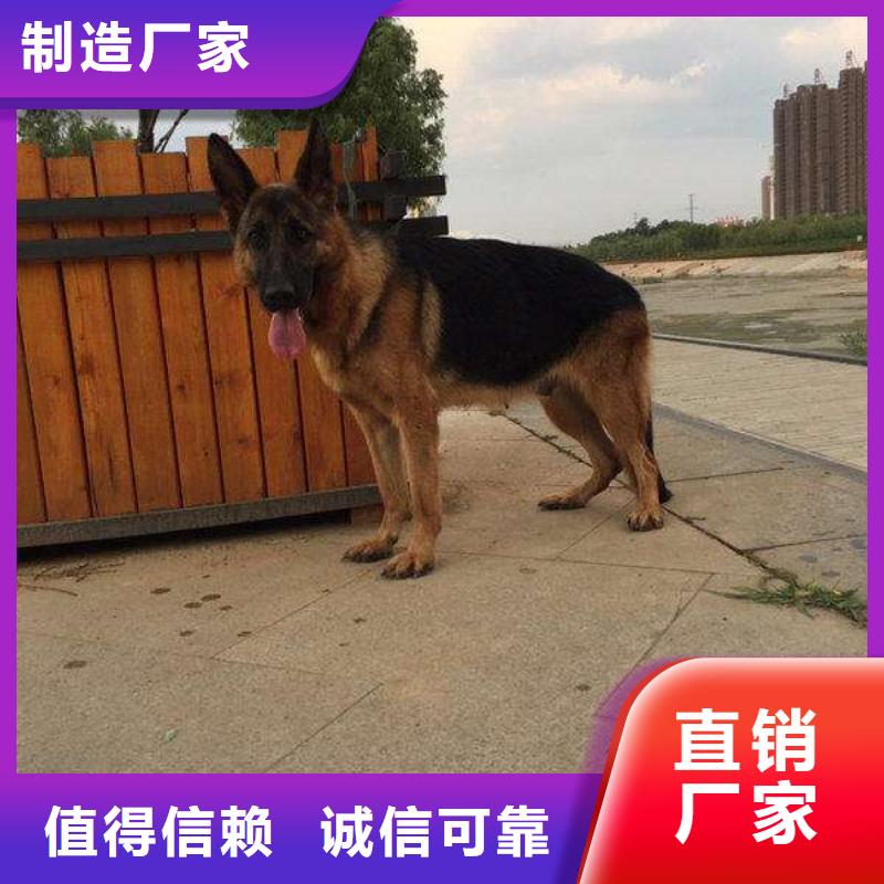 德国牧羊犬-罗威纳犬采购