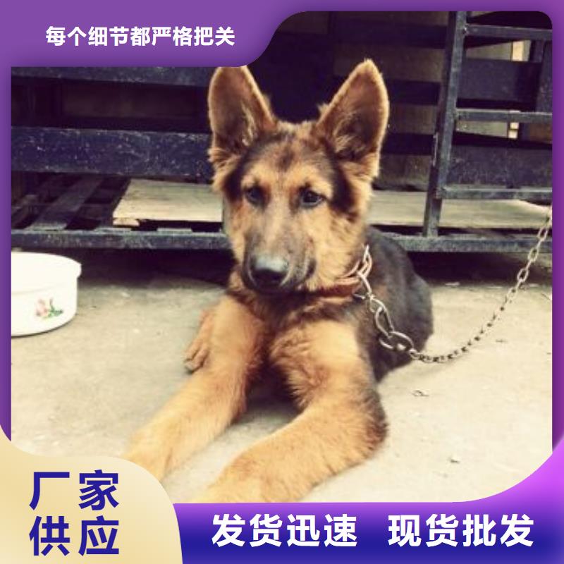 罗威纳犬视频-罗威纳犬-一品犬舍(邯郸市分公司)服务区域磁县|峰峰矿|唐山|邢台|沧州|衡水|廊坊|承德|张家口