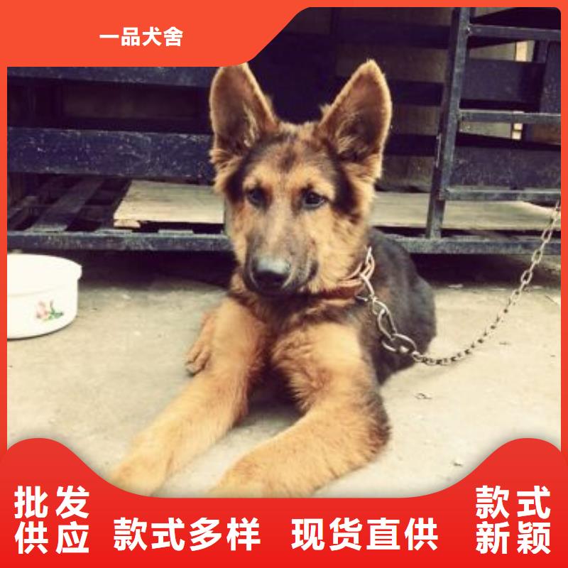德国牧羊犬-罗威纳犬采购