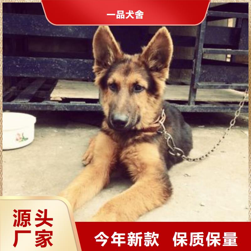德国牧羊犬-罗威纳犬采购