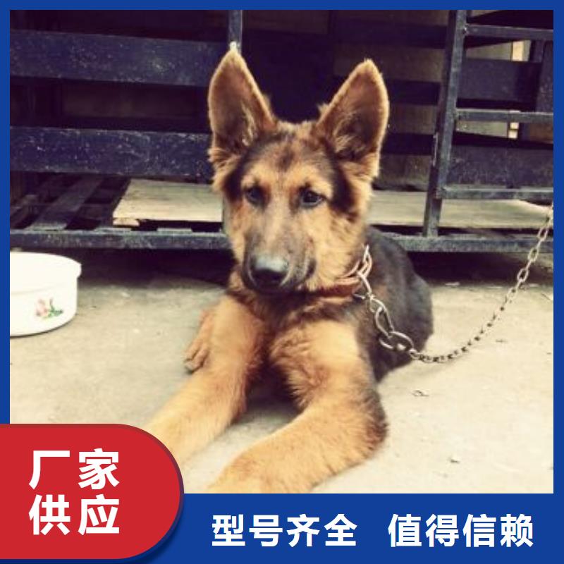 德国牧羊犬马犬使用方法