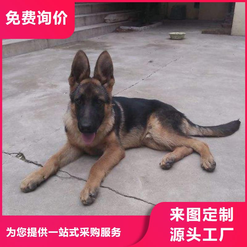 德国牧羊犬-杜高犬用的放心