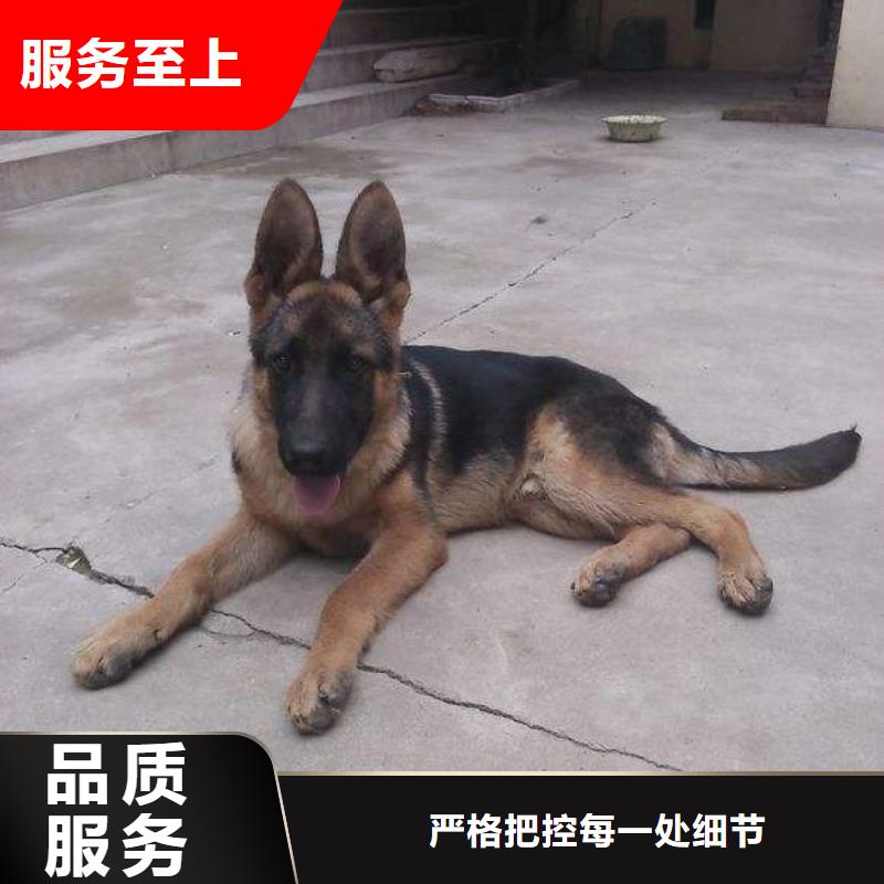 德国牧羊犬马犬使用方法