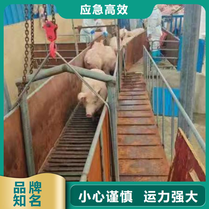日照到生猪物流合作广泛