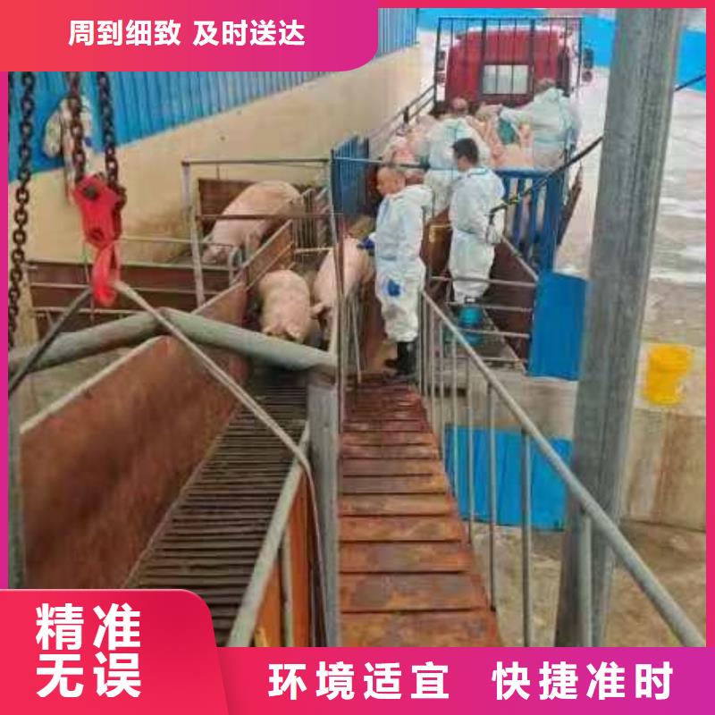 宿迁市沭阳到猪笼车运输实力雄厚