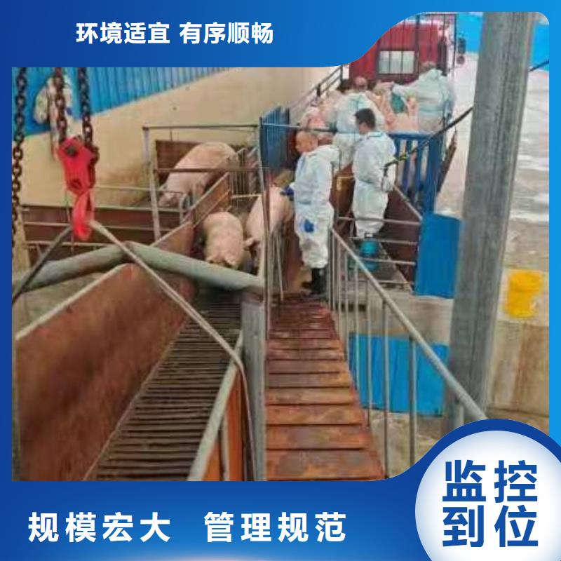 宿迁市沭阳到二育运输合理