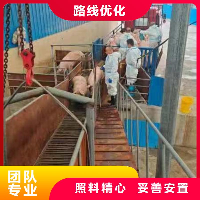 宿迁到猪运输技术先进