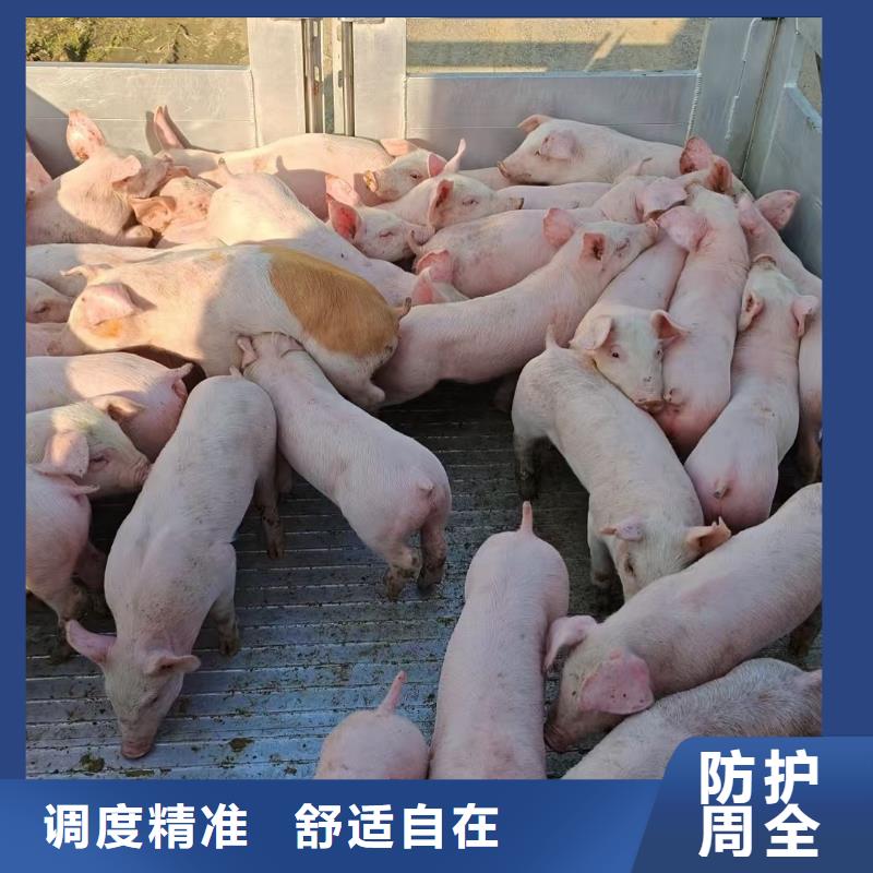 宿迁到生猪恒温车运输服务有保障