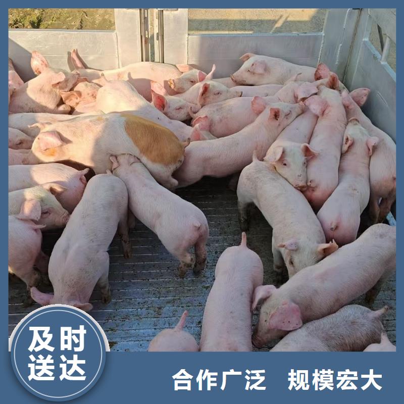 宿迁市沭阳到活禽物流整车