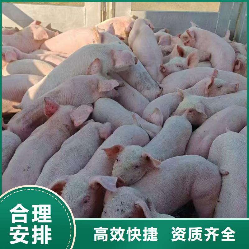 泰安到畜禽物流口碑良好