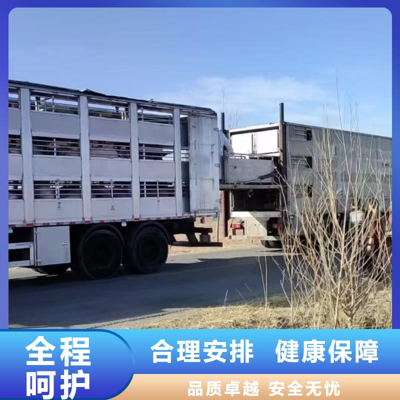 淮安到猪运输周到细致