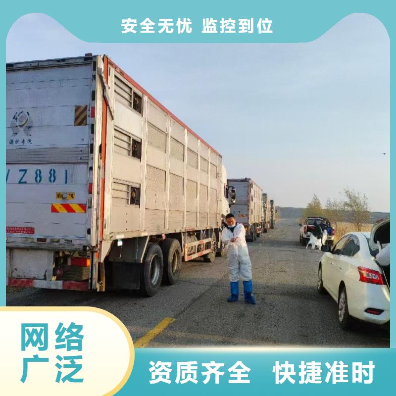 连云港到活禽运输专业专注