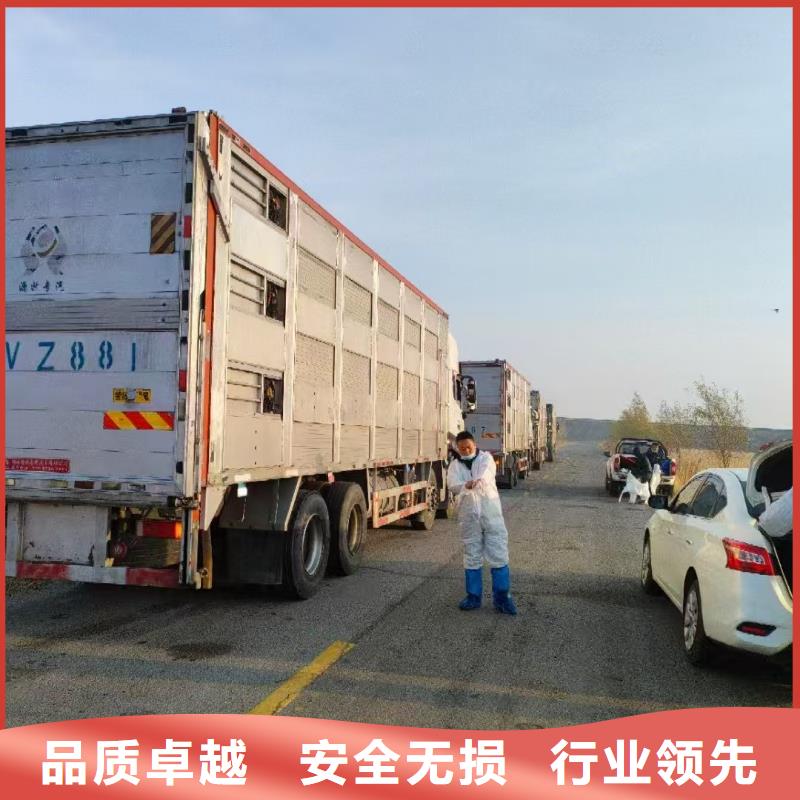 宿迁市沭阳到活禽运输创新进取