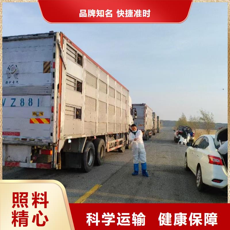 宿迁市沭阳到牛运输温柔对待