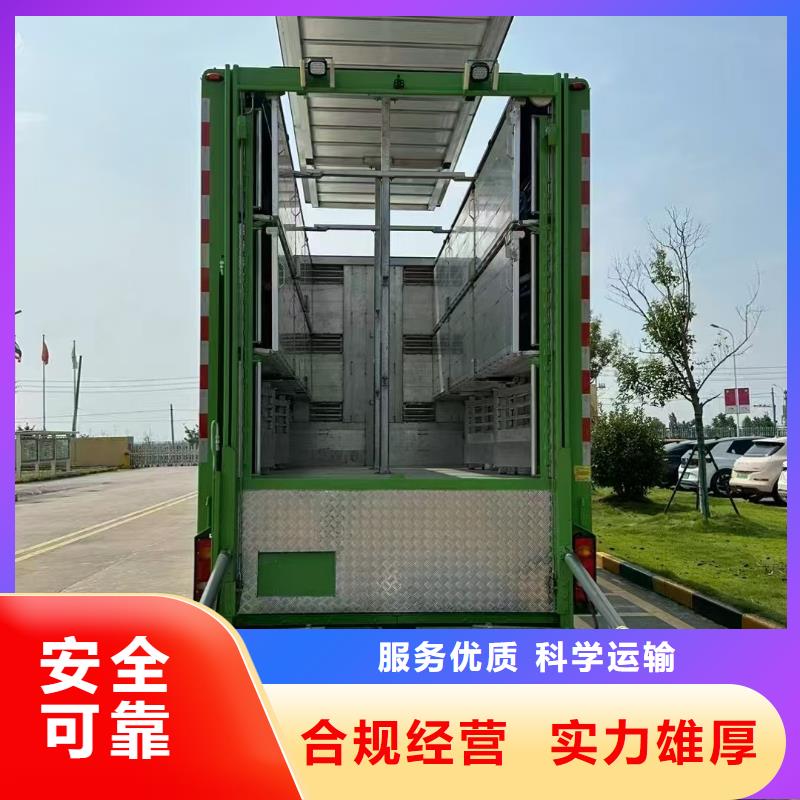 杭州到高栏车肥猪运输精心照料