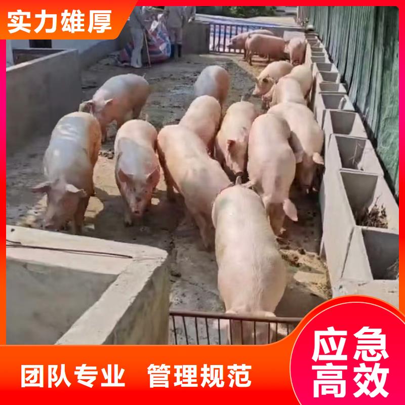 开封到仔猪空调车运输妥善安置