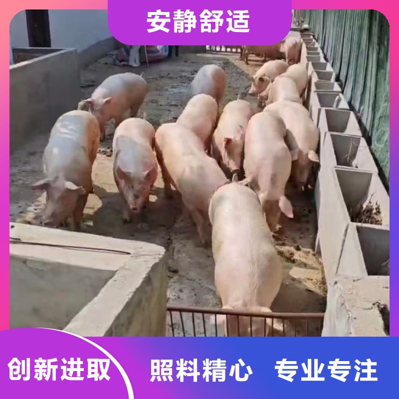 南京到活禽运输应急