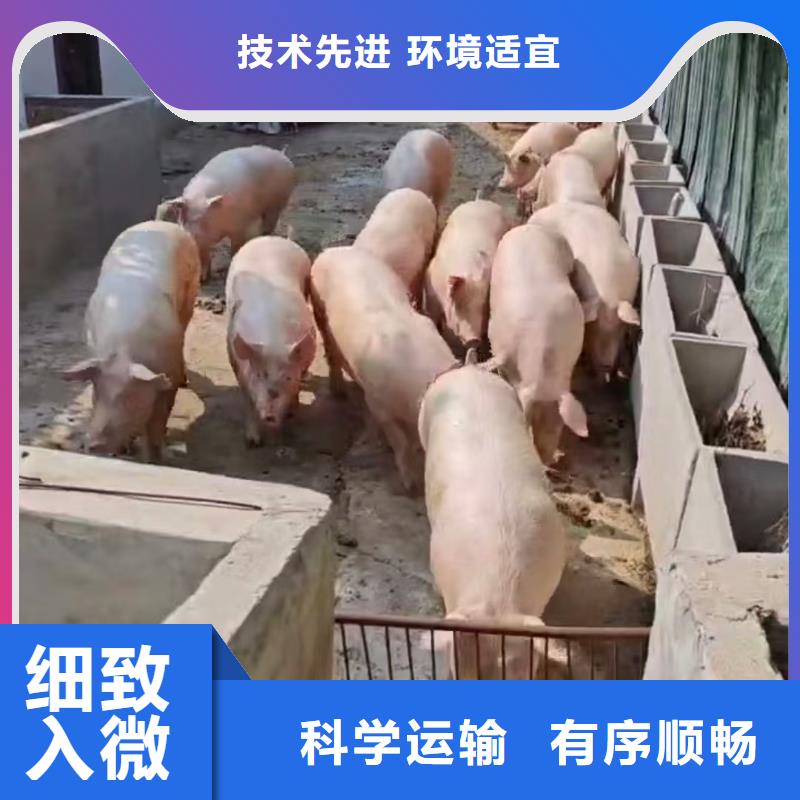 宿迁市泗阳到仔猪运输正规物流