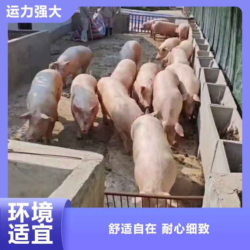 宿迁到生猪恒温车运输服务有保障