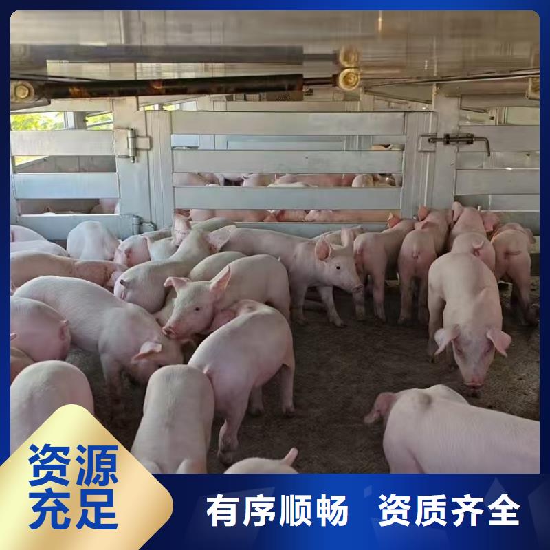 宿迁市泗洪到高栏车肥猪运输按时到达