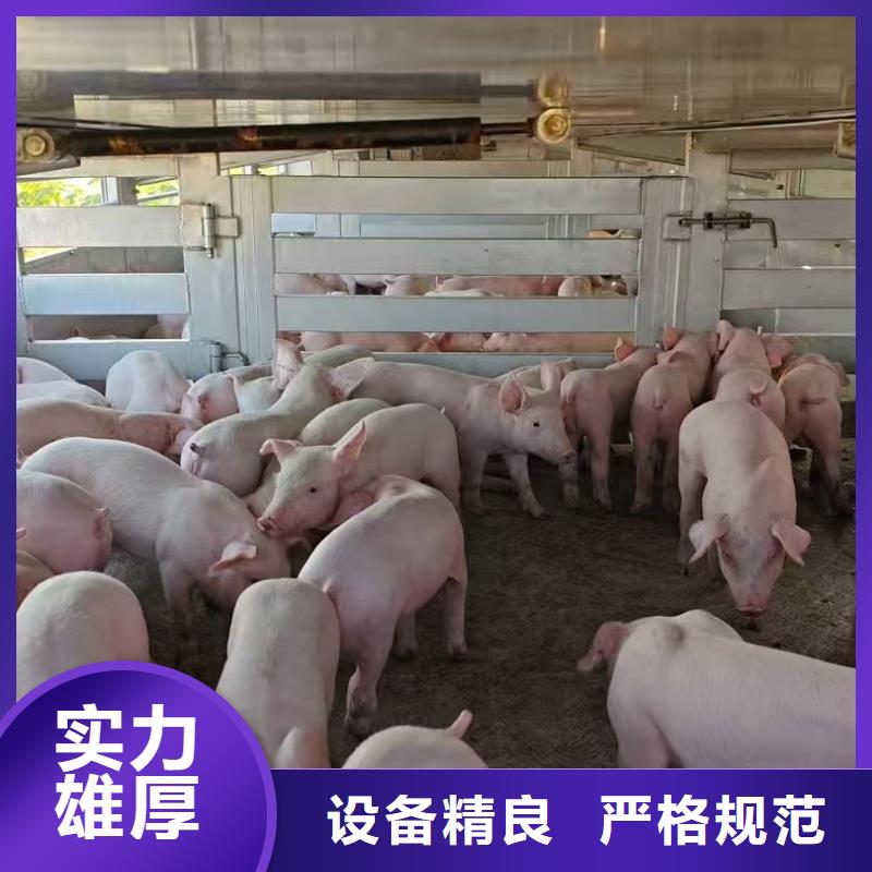 宿迁到猪笼车物流网络广泛