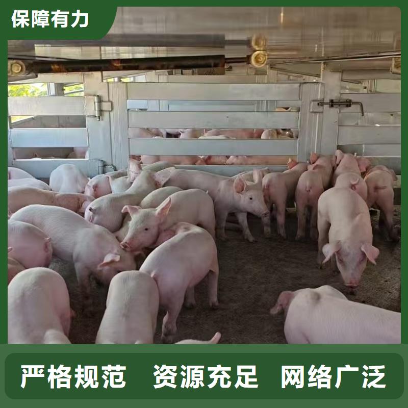威海到牲畜运输耐心细致