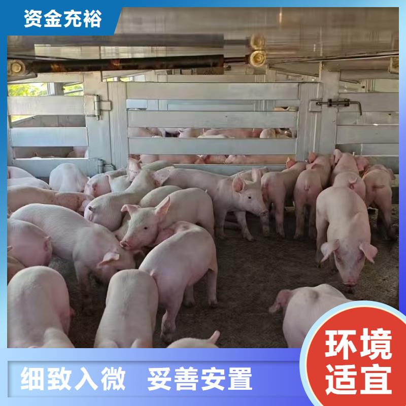 宿迁到猪只运输专用车便利快捷