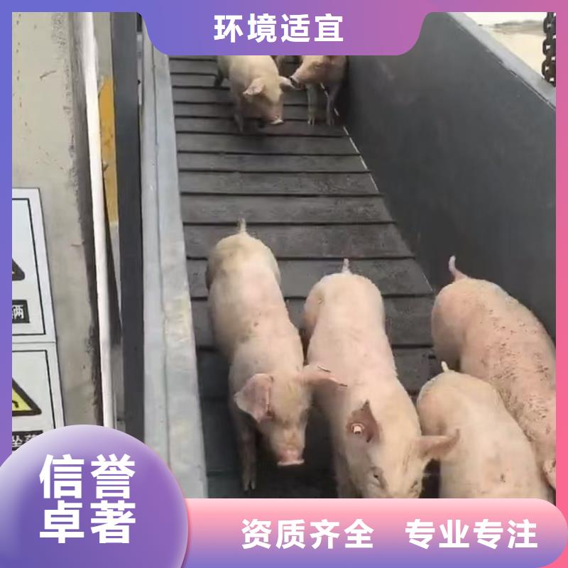 青岛到种猪恒温车运输规模宏大