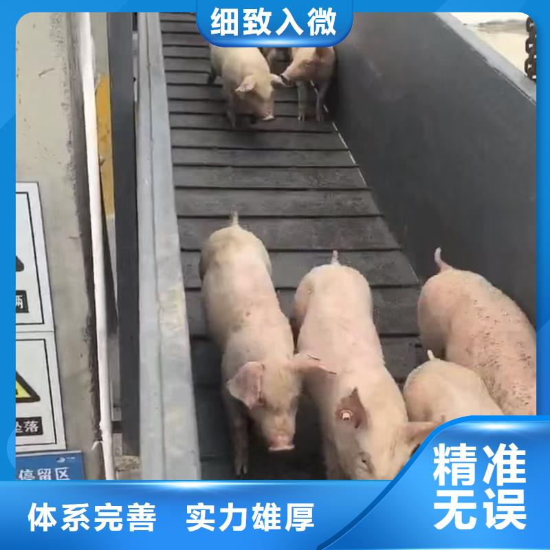 六安到猪运输精准无误