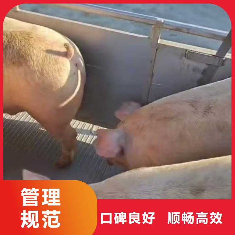 宿迁市沭阳到活禽运输创新进取