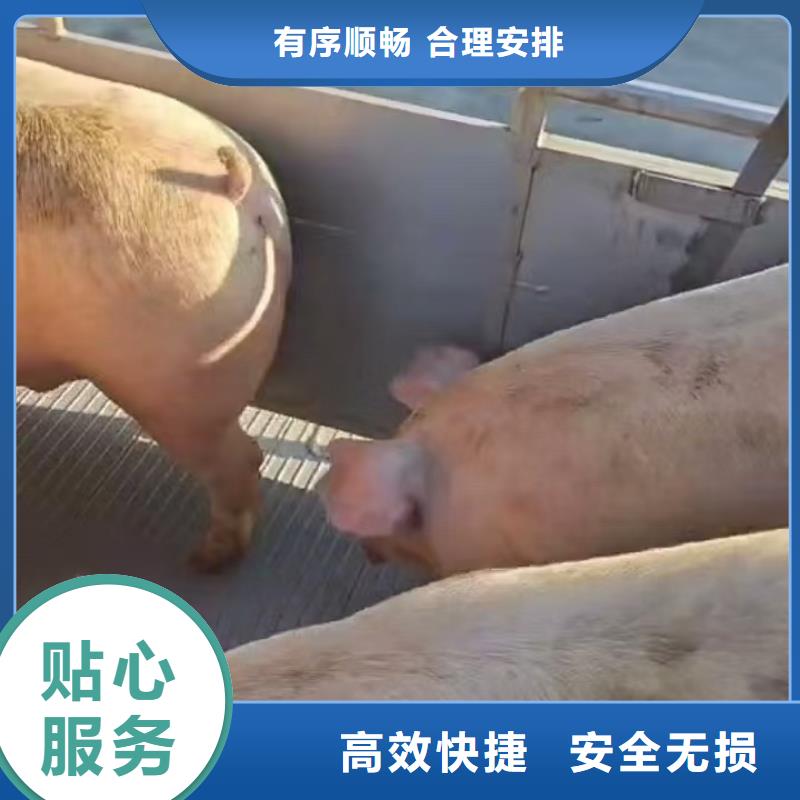 宿迁市泗阳到羊运输专用车体系完善