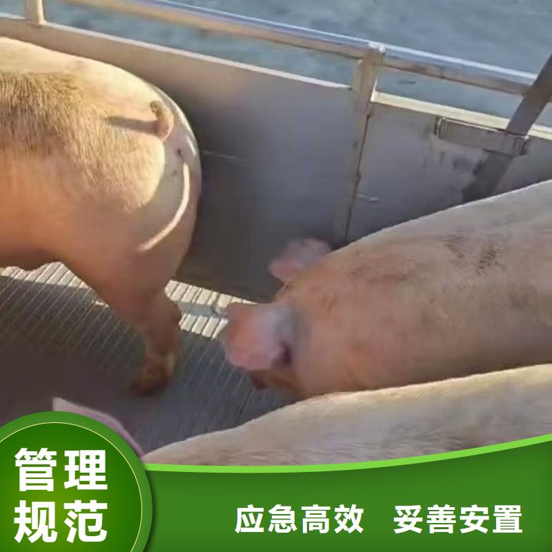 常州到畜禽运输优质