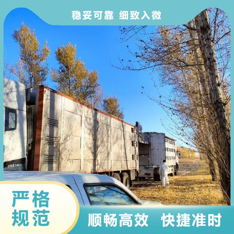 淮安到猪运输周到细致