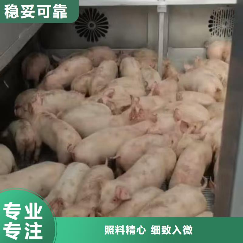 泰安到畜禽物流口碑良好