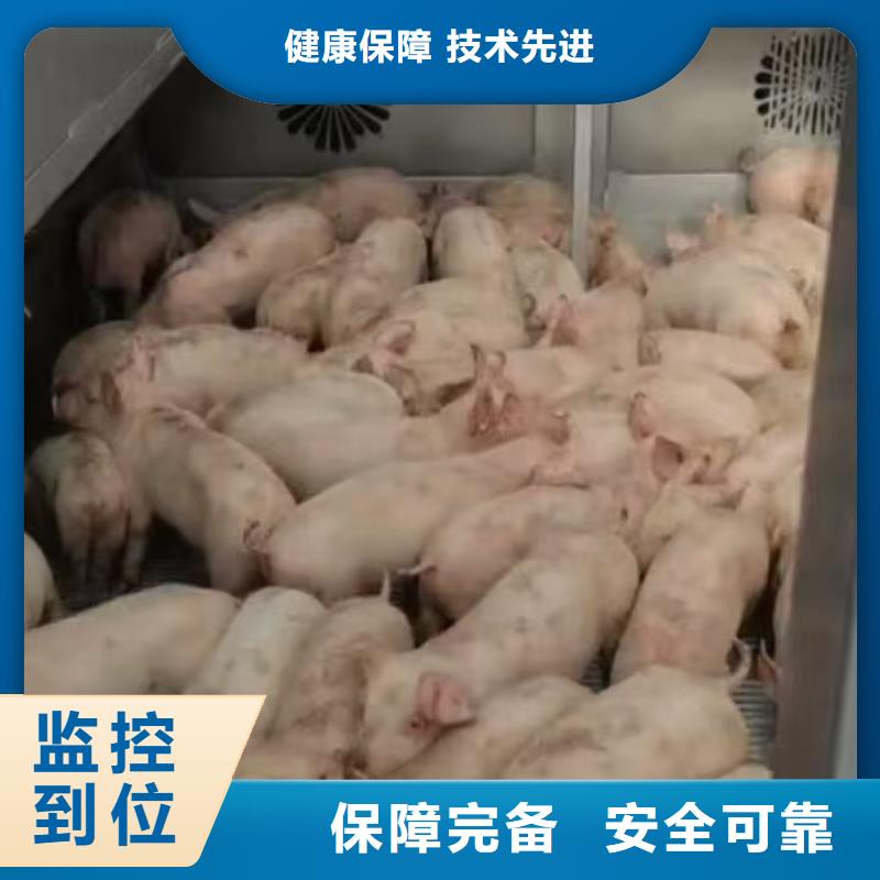 宿迁到猪只运输专用车快速直达
