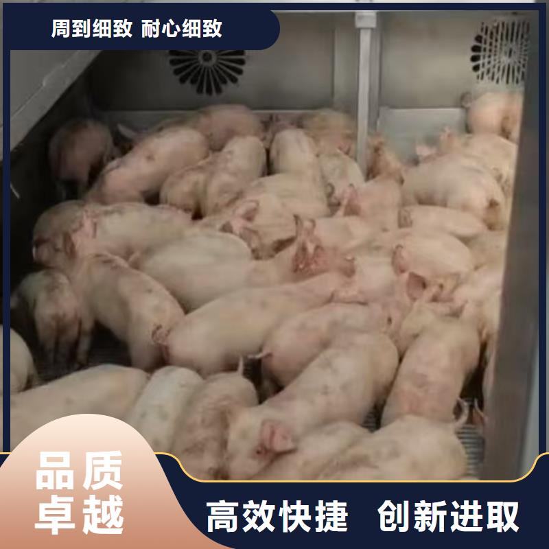 宿迁到猪笼车物流运费透明