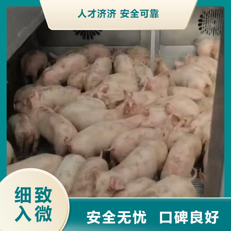 常州到畜禽运输优质