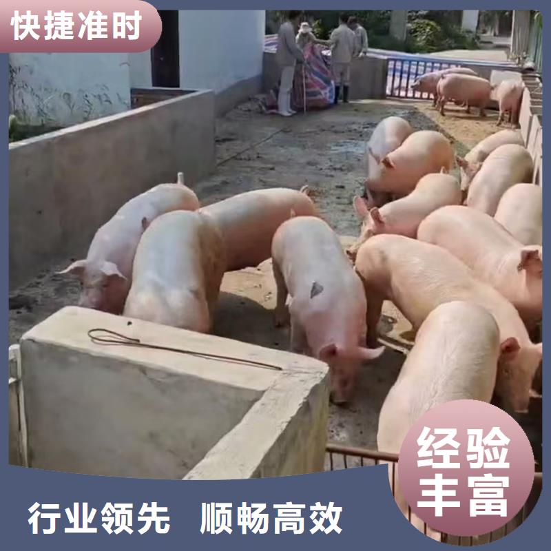 平顶山到恒温车运输应急