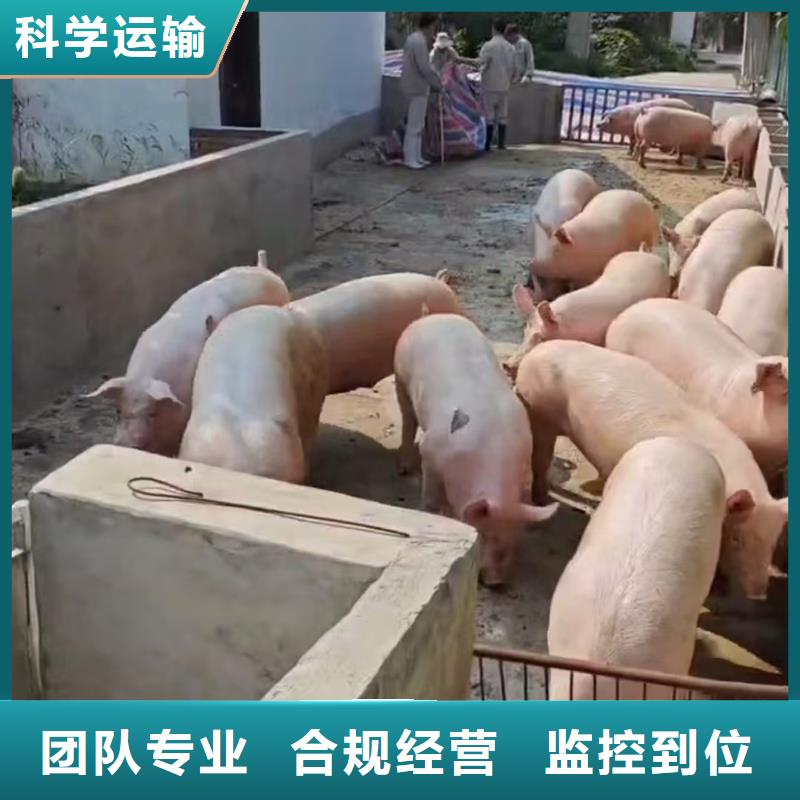 宿迁市泗阳到散装料专用车快捷