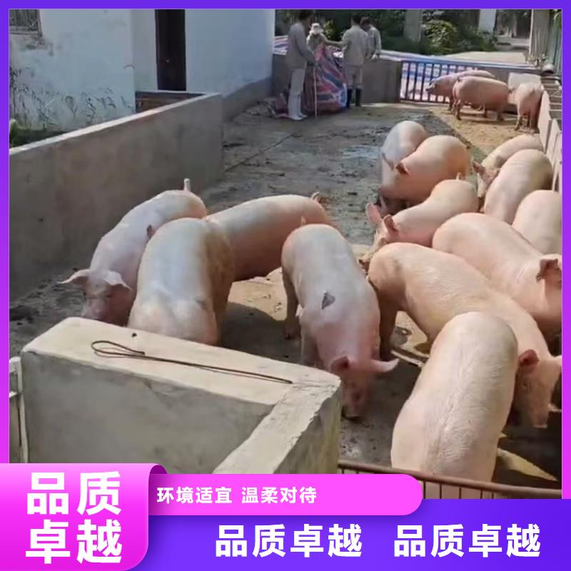淮安到猪运输周到细致