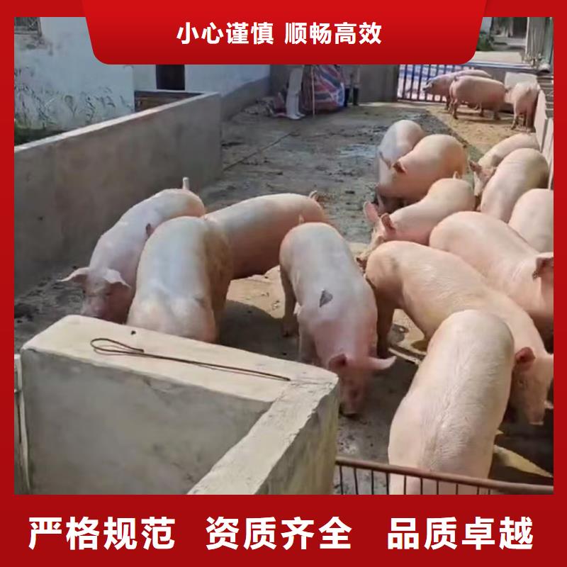 宿迁到生猪恒温车运输服务有保障